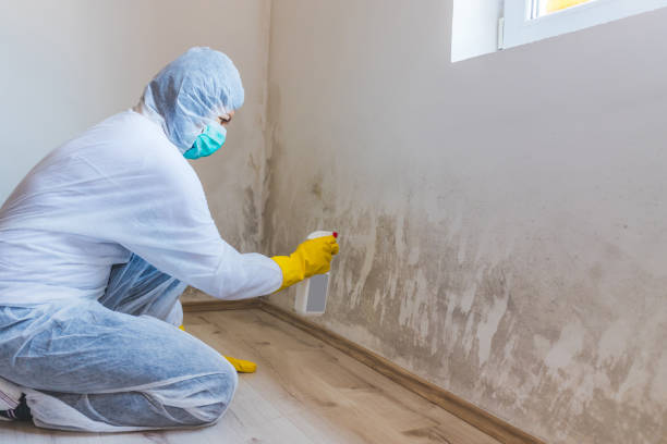 Licensed Mold Removal service in Quincy, MA - WQB Mold Removal