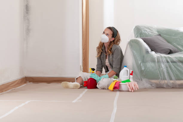 Reliable Mold Removal contractor in Quincy, MA by WQB Mold Removal